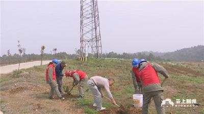 松滋：合理植树保供电 村民“享绿”又增收