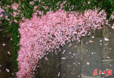 落樱辞树随雨流