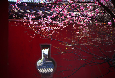 湖北荆州：红梅怒放春意浓