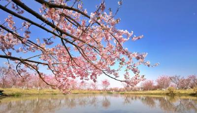 湖北发布春季十大赏花线路 荆州5条线路上榜