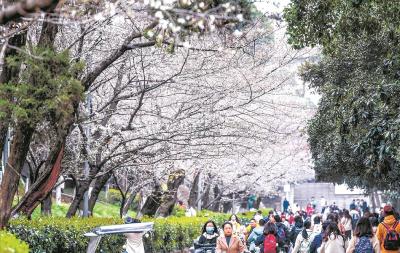 武大赏樱预约通道今晚开启