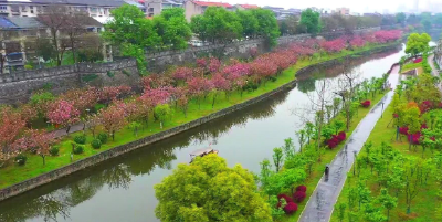 寻找最美春天 | 湖北荆州：樱花与古城相映成趣