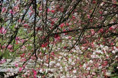 湖北高校“校花”大比拼！