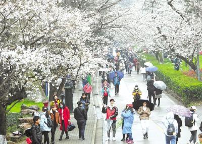 “特地请假来了！”武大赏樱开放首日，游客1万人