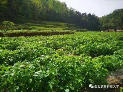 为研发锅巴延期毕业，这个研究生火了！