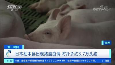 日本栃木县出现猪瘟疫情 将扑杀约3.7万头猪