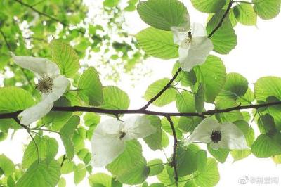 国宝级植物花开武汉