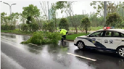 暴风骤雨刮倒行道树 ， 交警紧急抢险除隐患