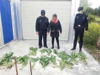 江陵警方依法铲除罂粟13株 当事人被行政拘留
