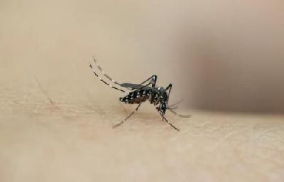 蚊虫叮咬别小觑！每年40余万人死于这种传染病