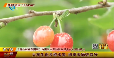 荆州一大学生返乡种水果 四季采摘效益好