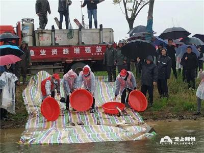 10.7万尾水生生物放流长江长湖 保护长江生态环境