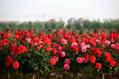 荆州区弥市镇千亩玫瑰花迎来盛开季
