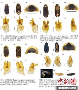 科研人员在云南发现三个萤火虫新种