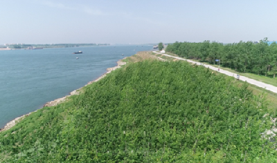 长江沿岸植绿，荆州3年间相当于“种下”450个园博园