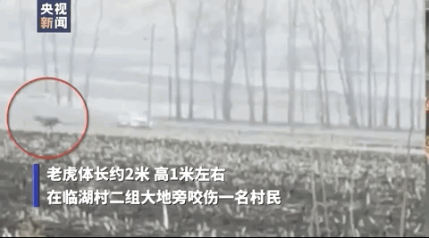 画面惊险！东北虎进村伤人，正在合围