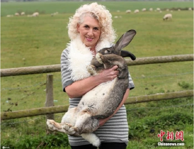 世界最大的兔子被偷！女主人出高额赏金寻回