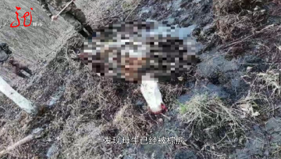 惊险！寻牛的路上偶遇大棕熊！“只离四五十米远，它还向我吼……”