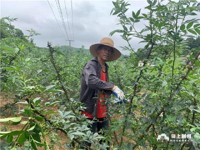 松滋市：千亩花椒田大丰收 漫山遍野椒味香