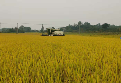 荆州抓好抗灾生产“五抢”工作 确保农业生产稳定发展