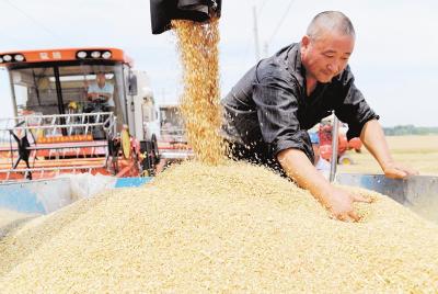 我国夏粮再获丰收