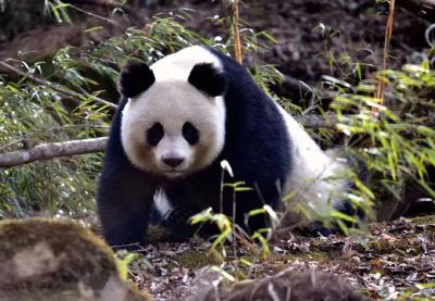 野外大熊猫，1800多只了！