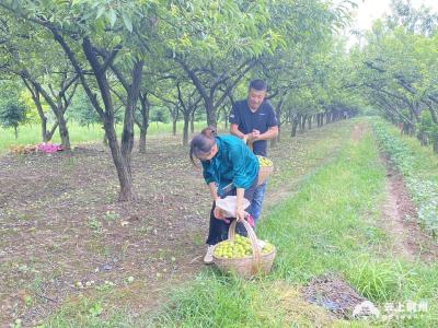 数十万斤巫山李子滞销 松滋果农急盼销路