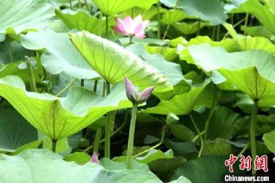 大明湖“网红”并蒂莲莲蓬被偷，景区报警