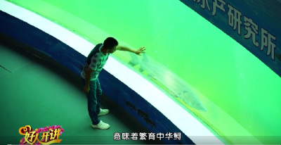 湖北荆州：拯救“水中大熊猫”