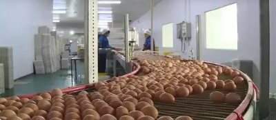湖北首个禽蛋产业链加工项目落户荆州高新区