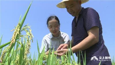 今年荆州秋粮总产可达395万吨！增幅3.98%