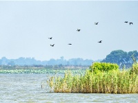 【灵秀湖北·生灵欢歌】首次发现！斑嘴鸭、绿头鸭在荆州大规模繁殖