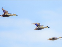 【灵秀湖北·生灵欢歌】首次发现！斑嘴鸭、绿头鸭在荆州大规模繁殖