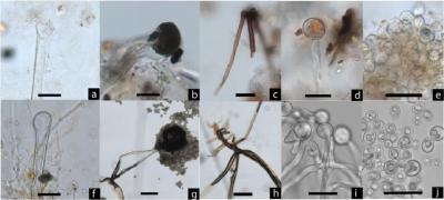 考古学家在遗址中发现9000年前南方人喝啤酒证据