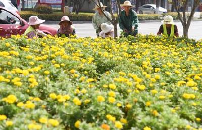 荆州：绿化景观换“新颜” 漂漂亮亮迎“两节”