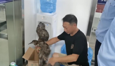 荆州：警民联手救助国家二级保护动物黑苇鳽
