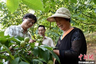 湖北一留法硕士回乡创业 成全县“核桃大王”