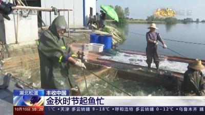 湖北松滋 丰收中国 金秋时节起鱼忙
