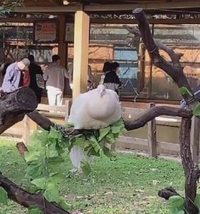 4只孔雀被绑树上供游客观赏？!景区回应
