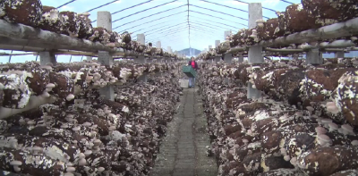 湖北松滋卸甲坪：小香菇撑开“大金伞”