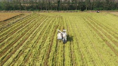 “千里江陵”稻花香 千亩试种基地优质水稻丰收