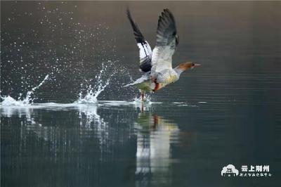 连续6年！濒危物种中华秋沙鸭到松滋洈水越冬 