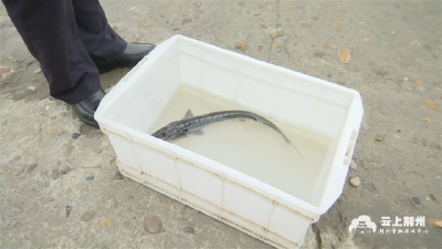 江陵一村民河中捕获“怪鱼”主动上报 发现竟是……