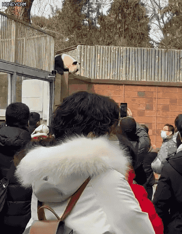举报！这里有只大熊猫“越狱”！