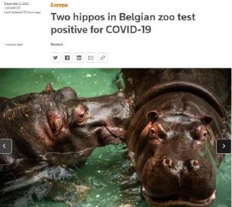 比利时两只河马染新冠 或为该物种首次确诊