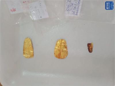 埃及出土两具距今超过2500年的“金舌”遗骸 