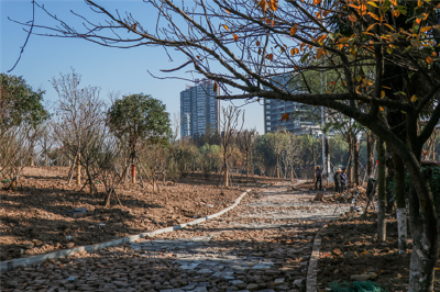 沙市中山公园过山车旧址变身6000平生态园林