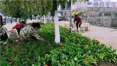 鲜花绽放 扮靓古城 