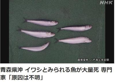 日本现大量死鱼遍布长4公里海面 目前死因不明