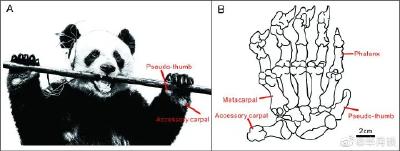 贵州遵义发现10万年前大熊猫化石 